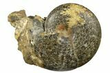 Ammonite (Beudanticeras) Fossil - Canada #180787-1